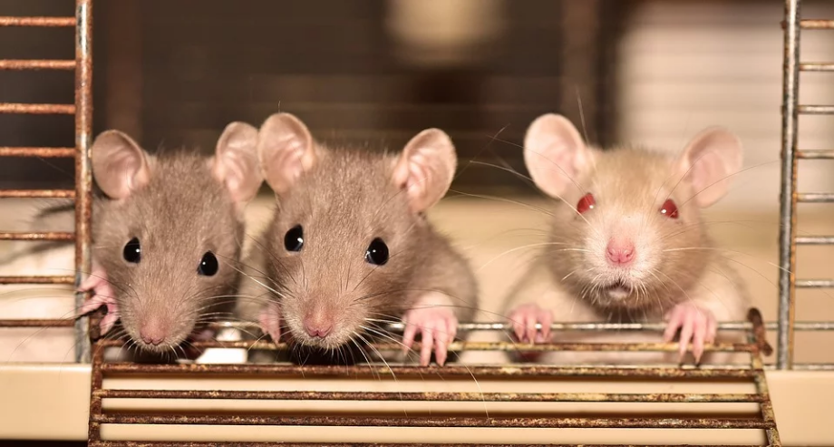 a closeup picture of three rats